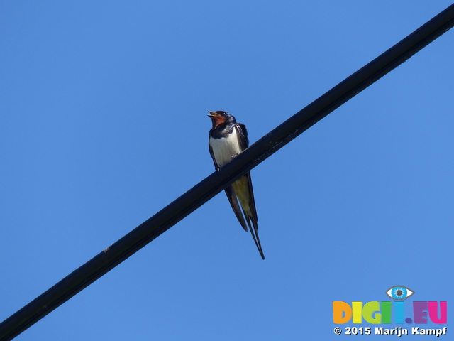 FZ018709 Swallow (Hirundo rustica)